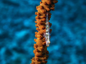 Close-up of animal sculpture in sea