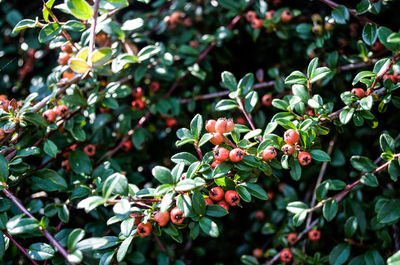 Close-up of berries growing on tree