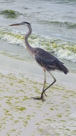 High angle view of gray heron on sea