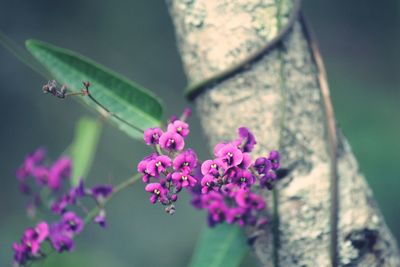 Close-up of pink flowering plant