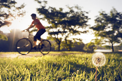 Defocused image of cyclist by grassy field at park