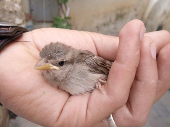 Close-up of hand holding bird