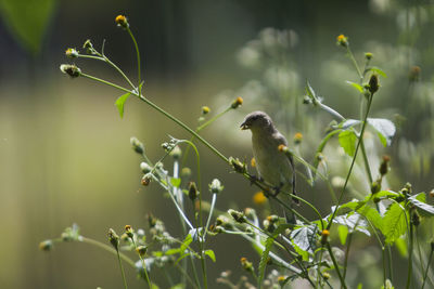 Bird perching on a plant