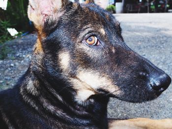Close-up of dog looking away