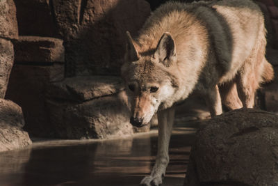 Wolf dog walking towards camera