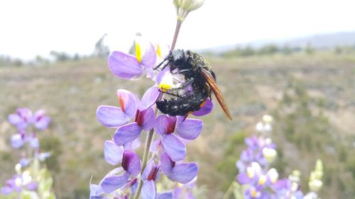 Close-up of insect on purple flowering plant