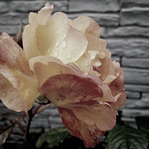 Close-up of water drops on flower