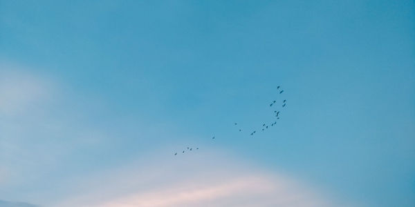 Low angle view of birds flying in sky