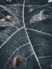 Close-up of leaf