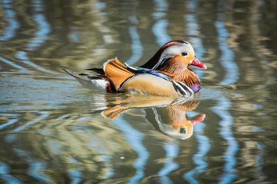 Duck swimming in lake