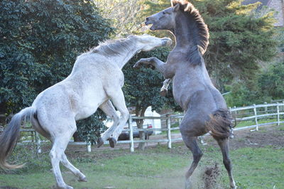 Horses playing on field