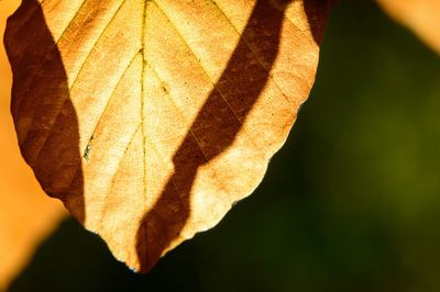 Close-up of leaves