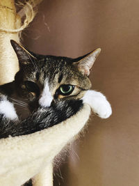 Close-up portrait of a cat