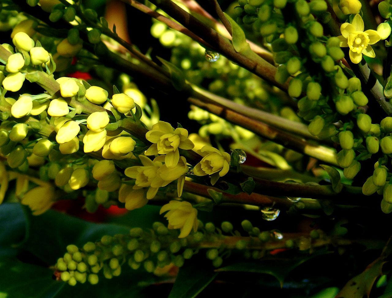 Mahonia flowers