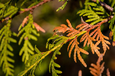 Close-up of leaves