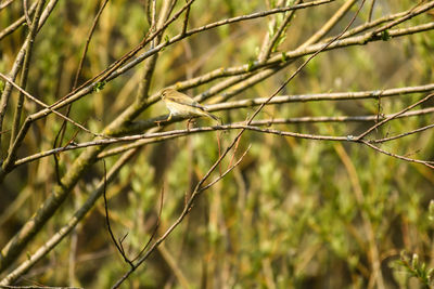 Close-up of bird perching on branch