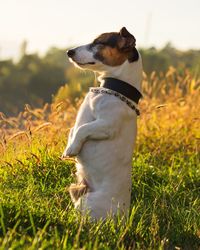 Dog rearing up on grassy field