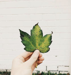 Close-up of hand holding leaf against wall