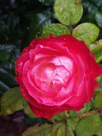 Close-up of wet red rose flower