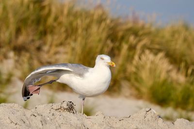 Close-up of seagull perching on rock