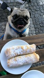 Close-up of a dog in plate