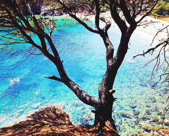 Tree trunk by sea against sky