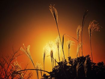 Sun shining through plants