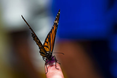 Close-up of butterfly on finger