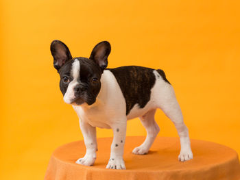 Portrait of dog standing against orange background