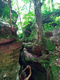 Moss growing on rocks in forest