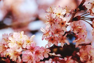 Close-up of cherry blossom