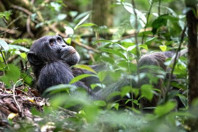 Monkey in a forest