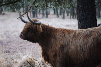 Scottish highlander