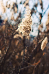 Close-up of dry plant on snow