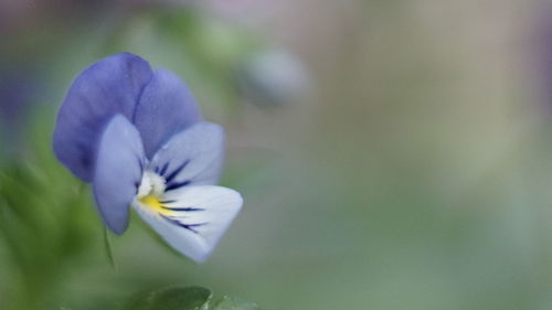 Close-up of purple flowering plant