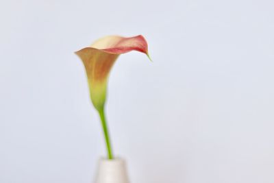 Close-up of red rose against white background