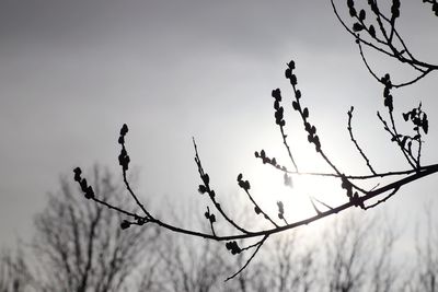 Low angle view of silhouette bare tree against sky