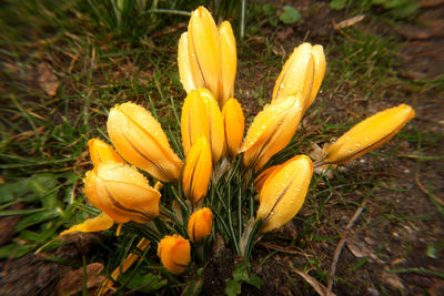 Close-up of yellow flowers blooming in field