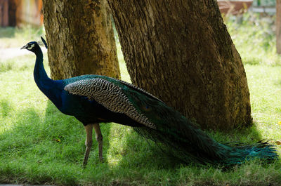 India peafowl