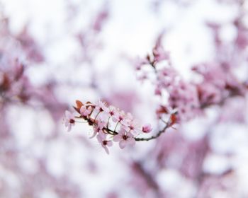 Close-up of cherry blossoms in spring