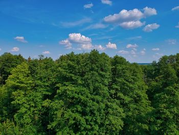 Scenic view of forest against sky