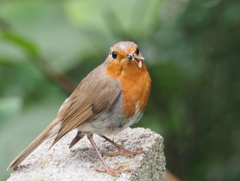 Close-up of bird perching on rock