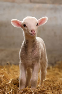 Portrait of a rabbit on field