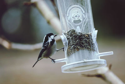 Close-up of bird eating seeds in bird feeder