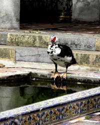 Bird on a lake