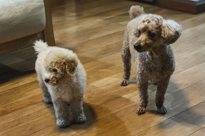 Two dogs on hardwood floor