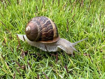 Close-up of snail on grassy field
