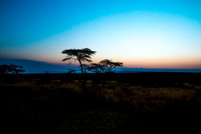 Silhouette tree on beach against sky at sunset