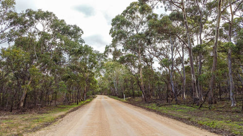 Dirt road along trees and plants