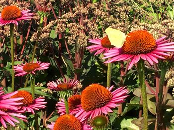 Close-up of coneflowers blooming outdoors
